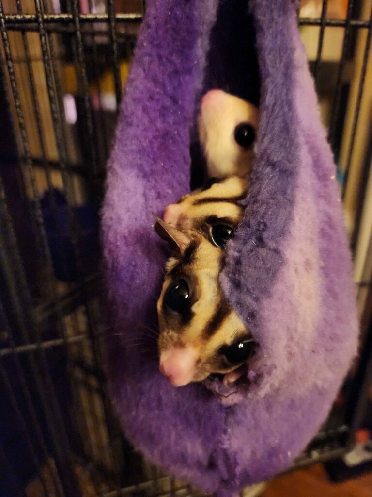 sugar gliders peeking from their pouch